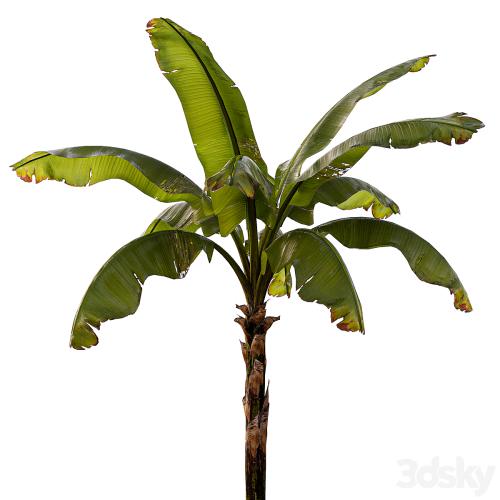 banana palm