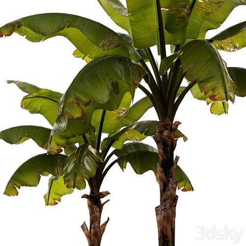 banana palm