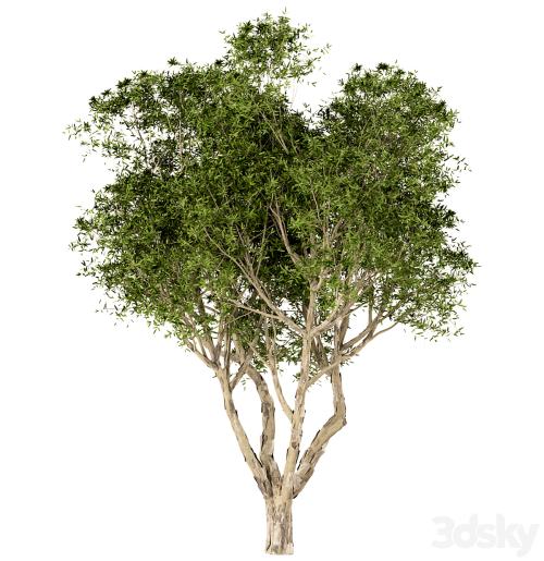 Set of Broad Leaved Paperbark Trees (Melaleuca Quinquenervia) (3 Trees)