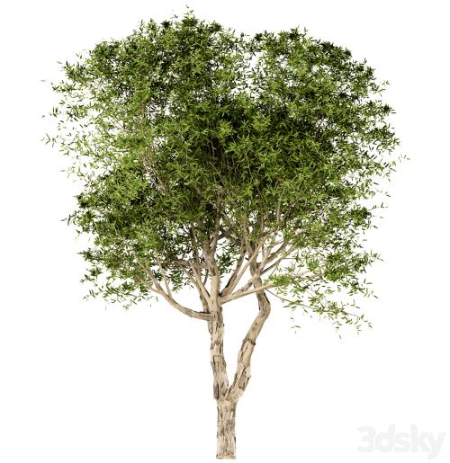 Set of Broad Leaved Paperbark Trees (Melaleuca Quinquenervia) (3 Trees)