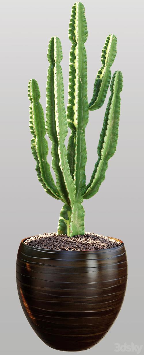 Cactus 