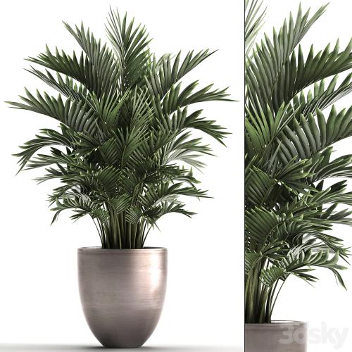 Plant collection 295. Home palm tree, howea, kentia, flowerpot, pot, luxury decor, interior, stylish, Howea forsteriana