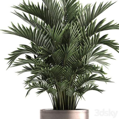 Plant collection 295. Home palm tree, howea, kentia, flowerpot, pot, luxury decor, interior, stylish, Howea forsteriana