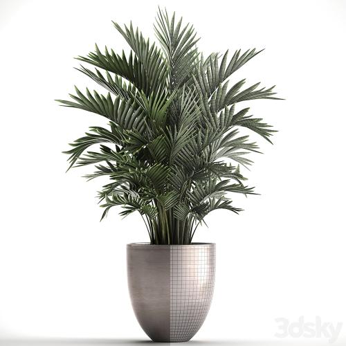 Plant collection 295. Home palm tree, howea, kentia, flowerpot, pot, luxury decor, interior, stylish, Howea forsteriana