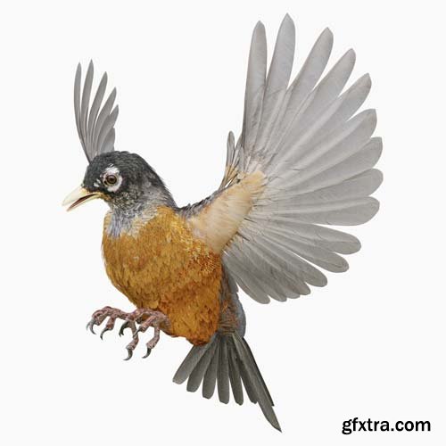 CgTrader - American Robin - Blender 3D model