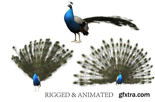 CgTrader - aniamted peacock peafowl 3D model