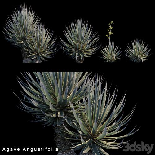 Agave Angustifolia