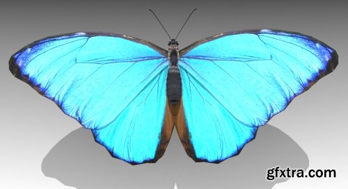 UnrealEngine - Blue Morpho Butterfly