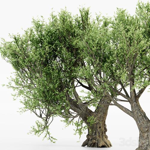 African Olive tree