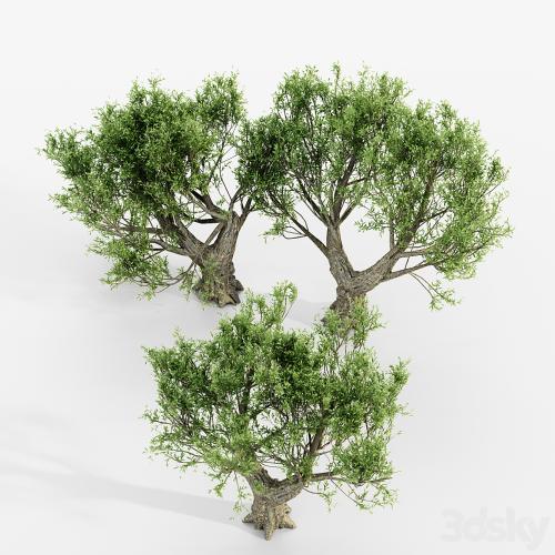 African Olive tree