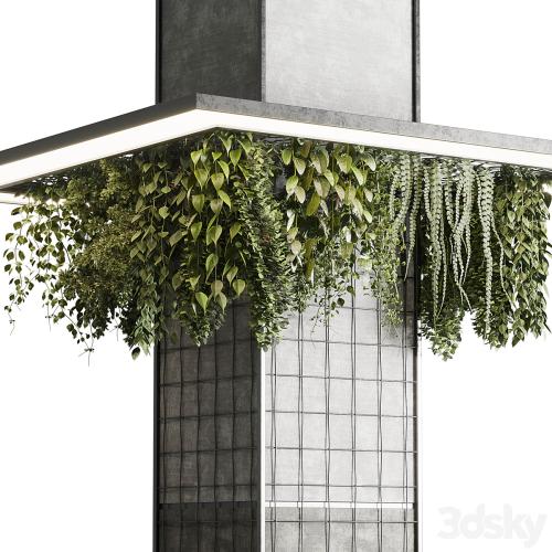 Column plant - pillar plant 05