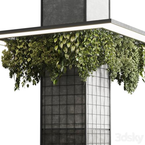 Column plant - pillar plant 05