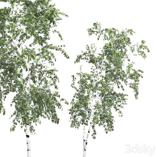 Birch tree set 9