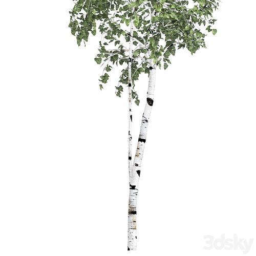 Birch tree set 9