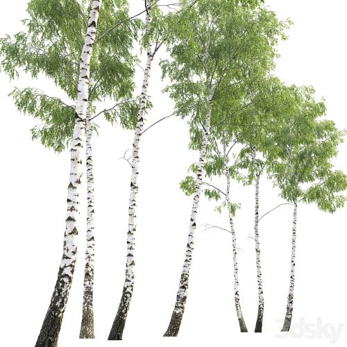 Birch forest part 7 (23.8-24.8m)