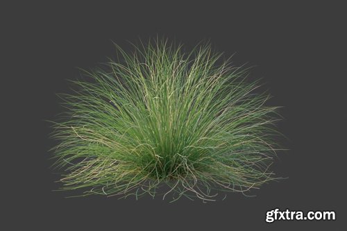 CGTrader - XfrogPlants Red Fescue - Festuca Rubra 3D model