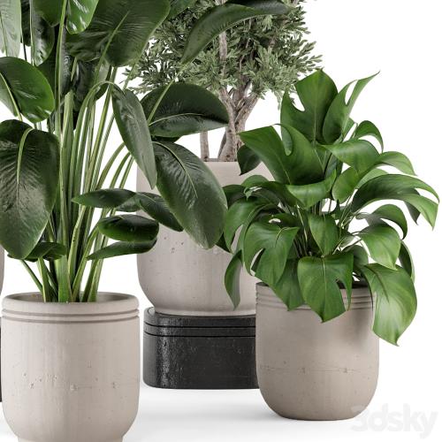 Indoor Plants in rusty Concrete Pot - Set 921