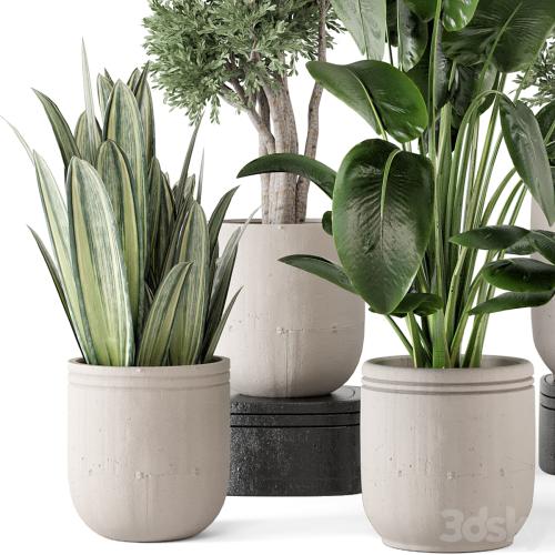 Indoor Plants in rusty Concrete Pot - Set 921