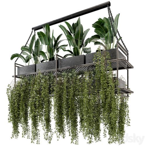 Indoor Hanging Plants in Metal Box - Set 269