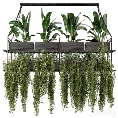 Indoor Hanging Plants in Metal Box - Set 269