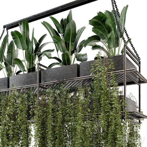 Indoor Hanging Plants in Metal Box - Set 269