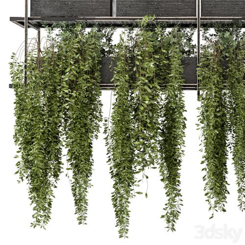 Indoor Hanging Plants in Metal Box - Set 269