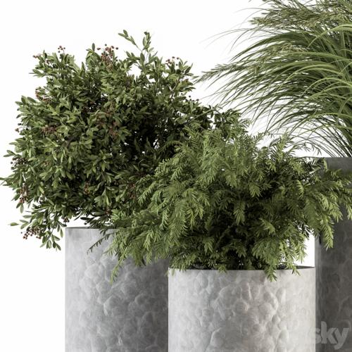 Outdoor Plant Set 292 - Plant Set in Concrete Pot