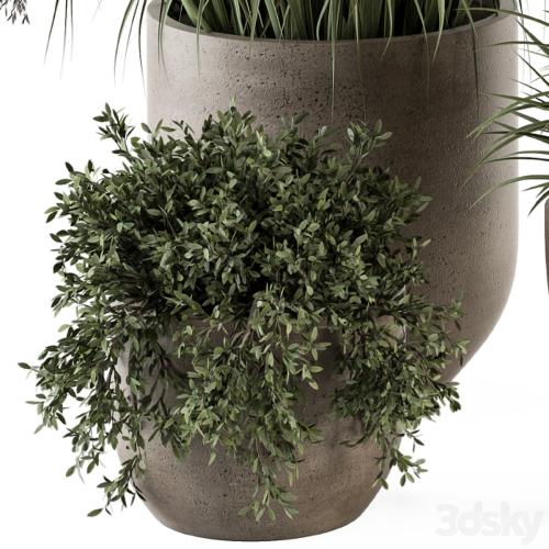 Outdoor Plant Set 311 - Yuka and Bush Set in Concrete Pot