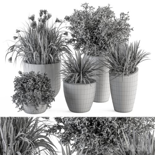 Outdoor Plant Set 311 - Yuka and Bush Set in Concrete Pot