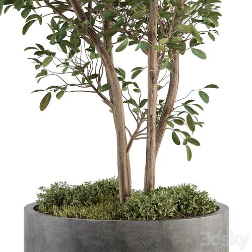 Outdoor Plant Set 405- Plant Set in Concrete Pot