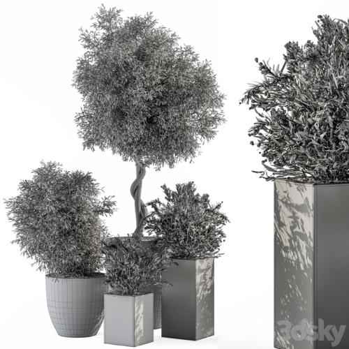 Outdoor Plant Set 273 - Plant Set in Concrete Pot