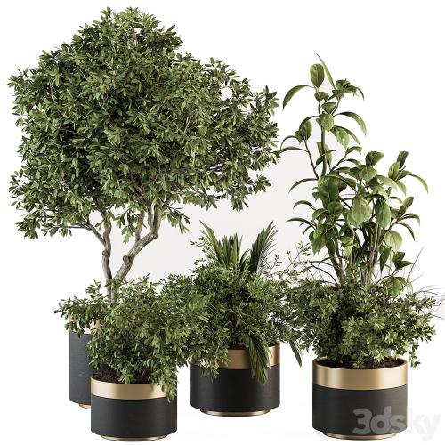 indoor Plant Set 373- Tree and Plant Set in pot