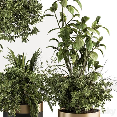 indoor Plant Set 373- Tree and Plant Set in pot