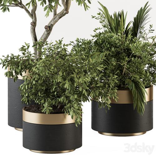 indoor Plant Set 373- Tree and Plant Set in pot