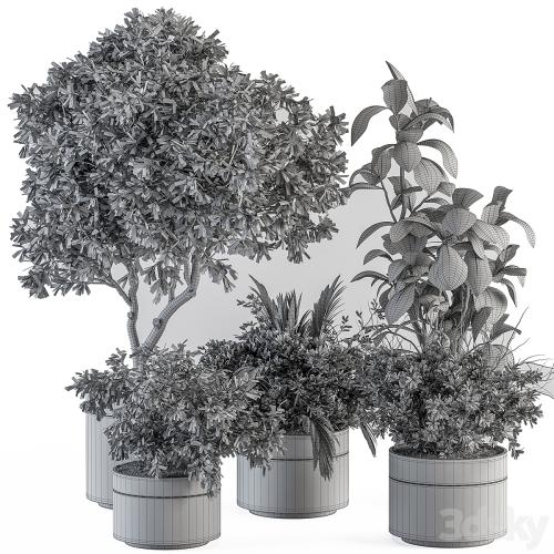 indoor Plant Set 373- Tree and Plant Set in pot