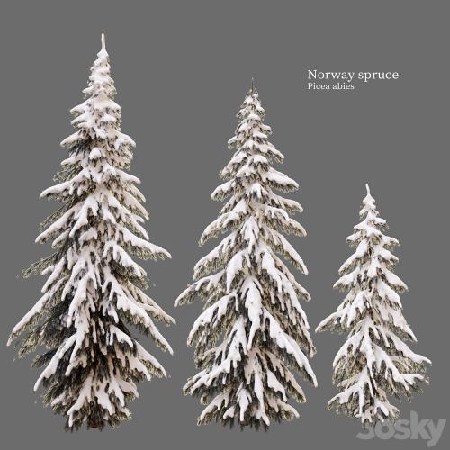 winter norway spruce