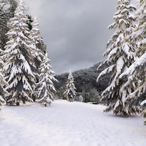 winter norway spruce