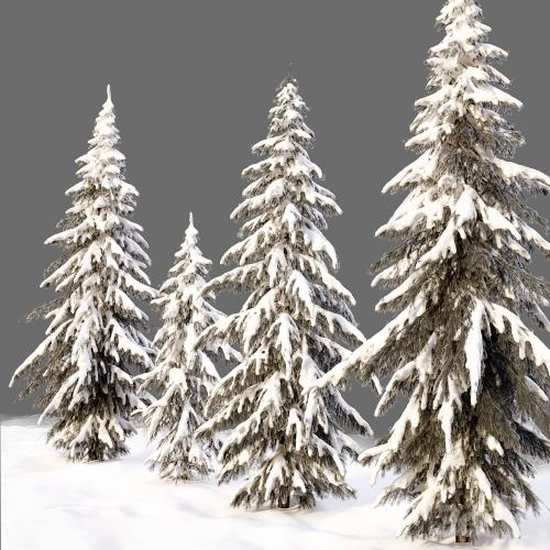 winter norway spruce