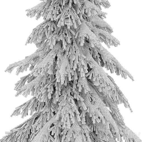 winter norway spruce