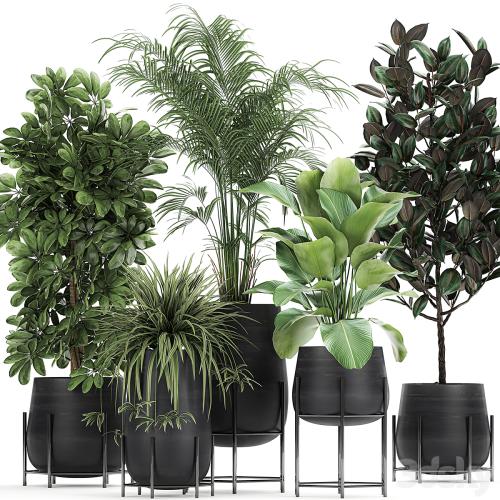 Collection of plants in pots on legs with palm, strelitzia, Scheffler, Calathea lutea, Ficus, Chlorophytum. Set 769