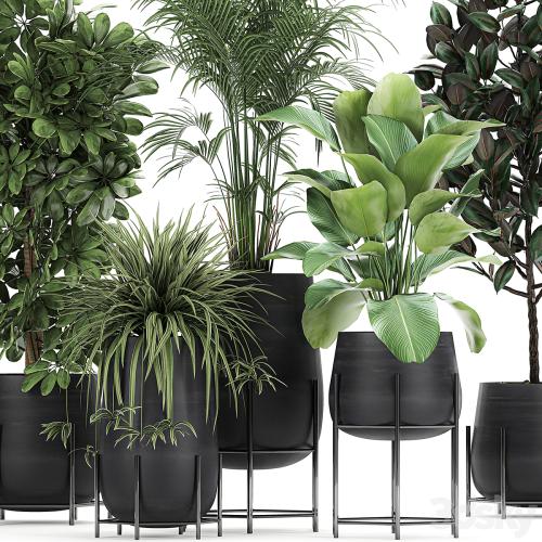 Collection of plants in pots on legs with palm, strelitzia, Scheffler, Calathea lutea, Ficus, Chlorophytum. Set 769