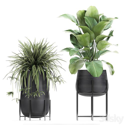 Collection of plants in pots on legs with palm, strelitzia, Scheffler, Calathea lutea, Ficus, Chlorophytum. Set 769