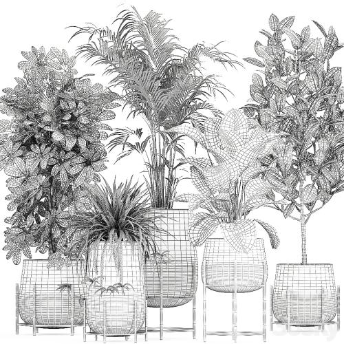 Collection of plants in pots on legs with palm, strelitzia, Scheffler, Calathea lutea, Ficus, Chlorophytum. Set 769