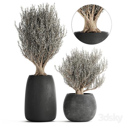 A collection of small beautiful ornamental Olive trees in black outdoor pots. Set 809.