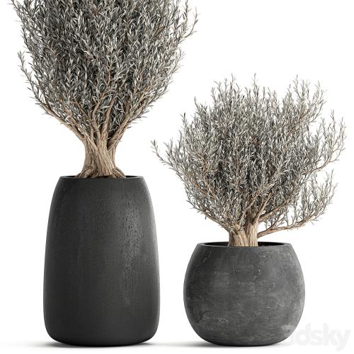 A collection of small beautiful ornamental Olive trees in black outdoor pots. Set 809.