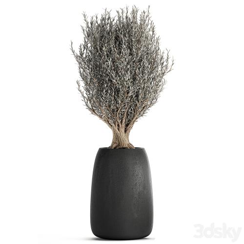 A collection of small beautiful ornamental Olive trees in black outdoor pots. Set 809.