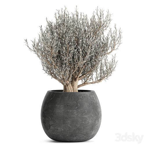 A collection of small beautiful ornamental Olive trees in black outdoor pots. Set 809.