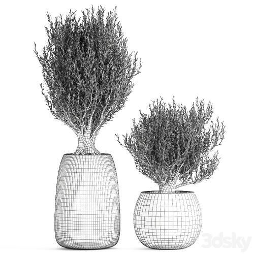 A collection of small beautiful ornamental Olive trees in black outdoor pots. Set 809.