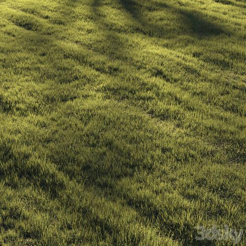 Grass | lawn