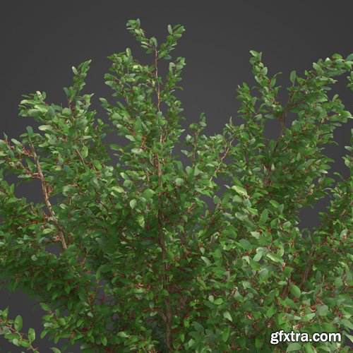 CgTrader - 2021 PBR African Boxwood Collection - Myrsine Africana 3D model